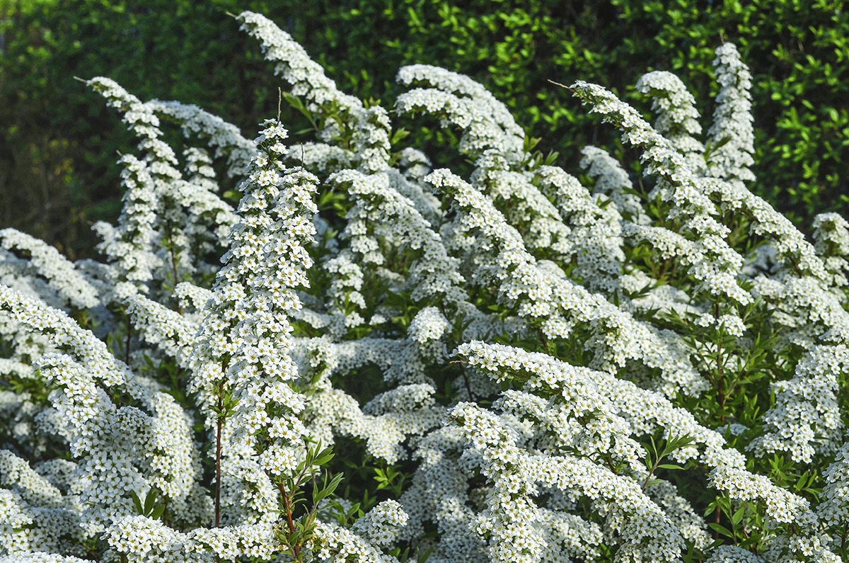 sommer-1