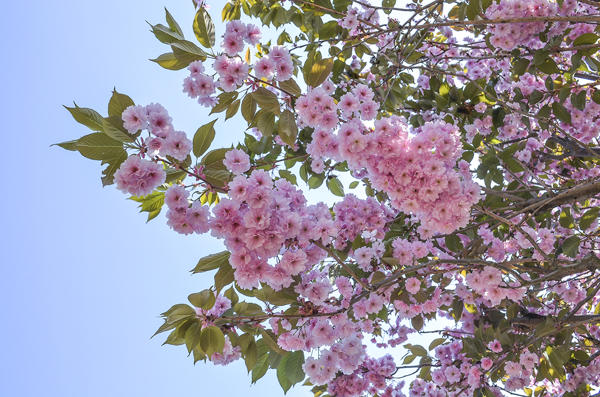sommer-4