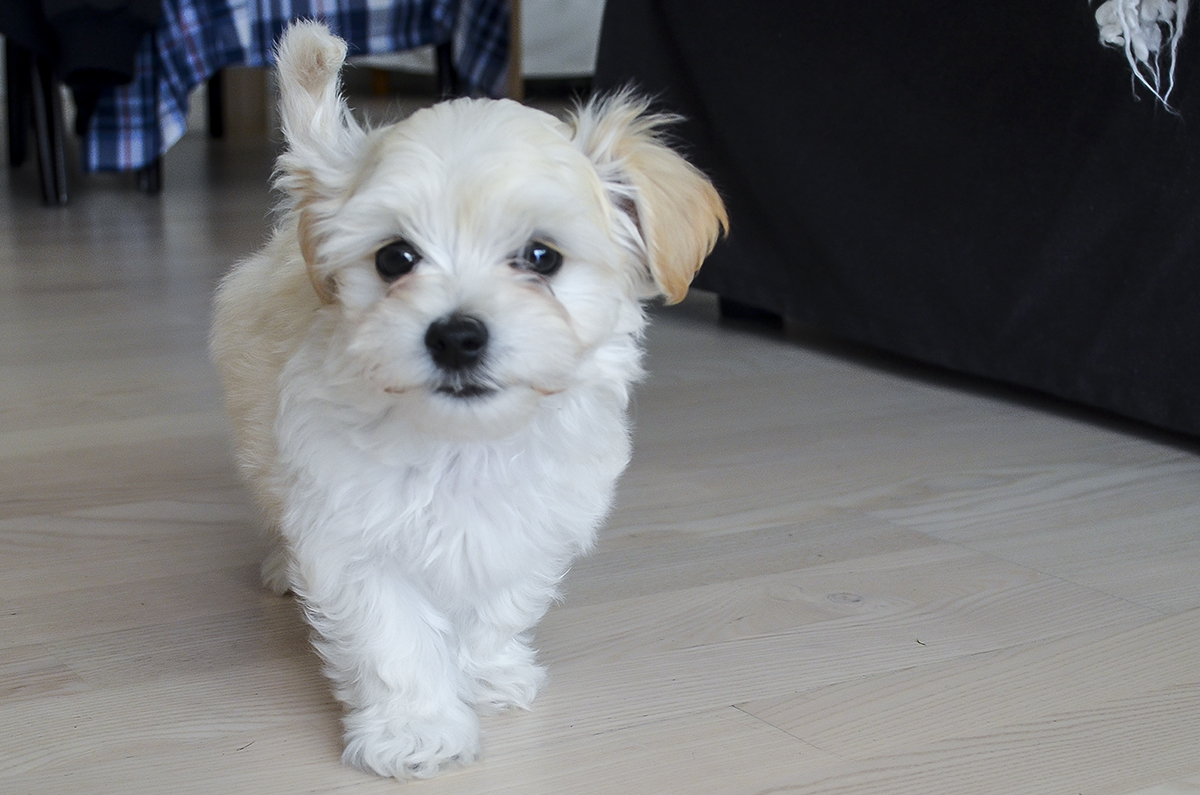 carlo-bichon-havanais-hvalp-1