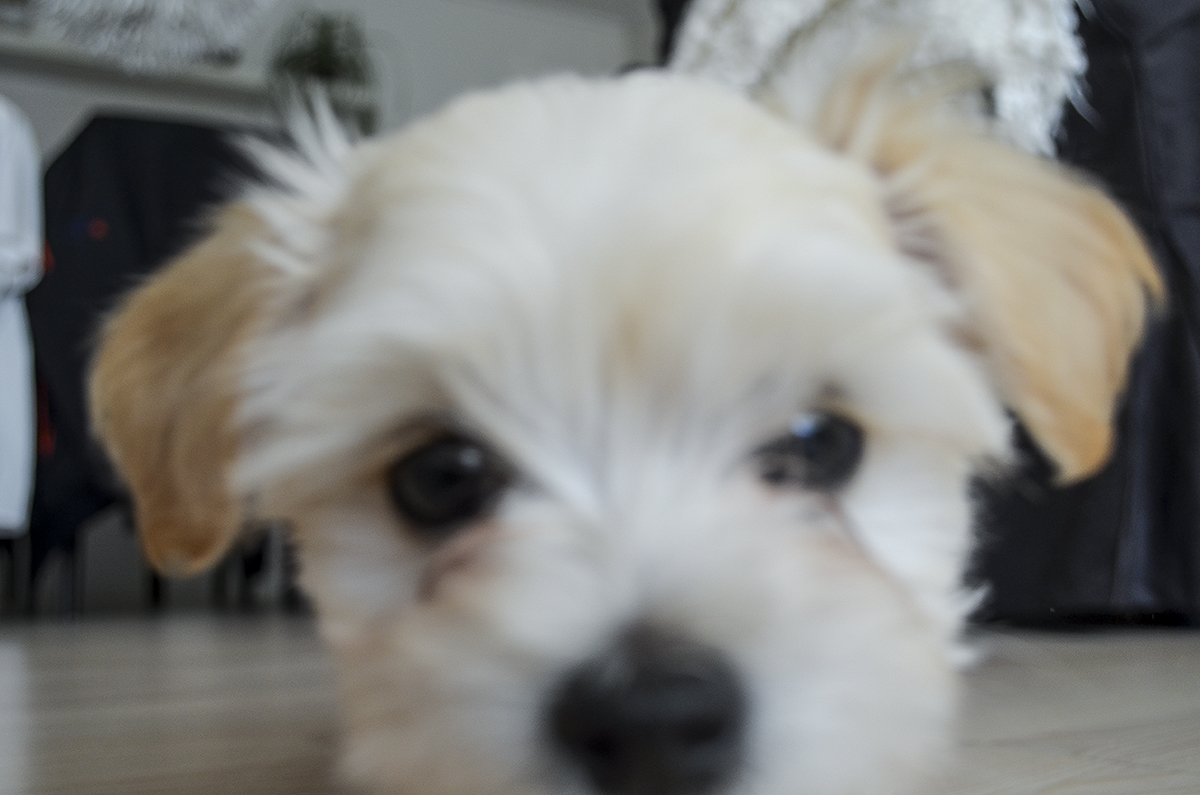 carlo-bichon-havanais-hvalp-2