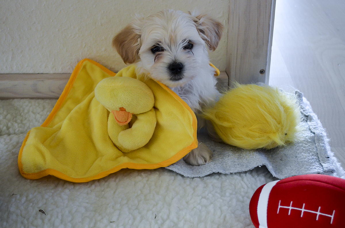 carlo-bichon-havanais-hvalp-3