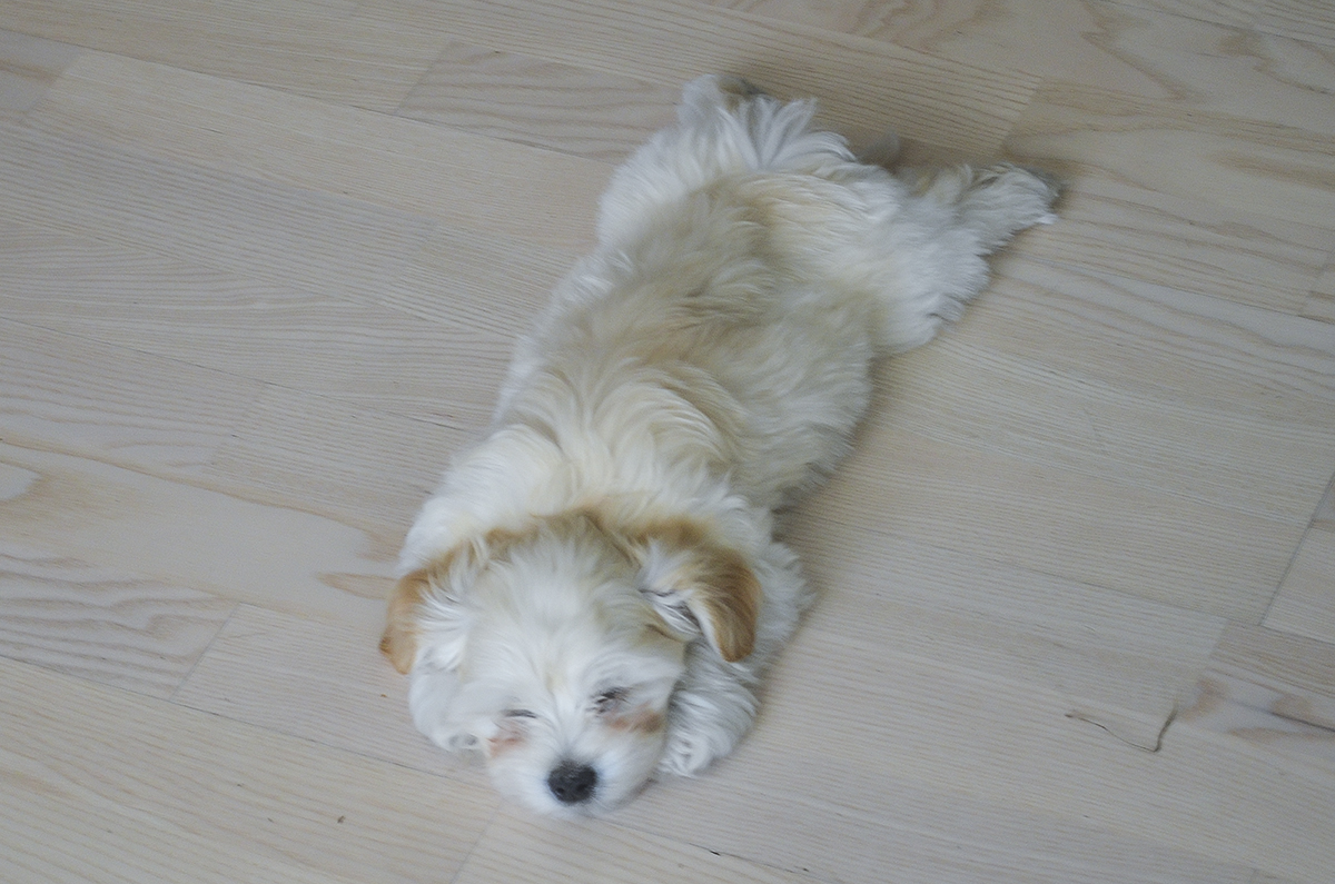 carlo-bichon-havanais-hvalp-4