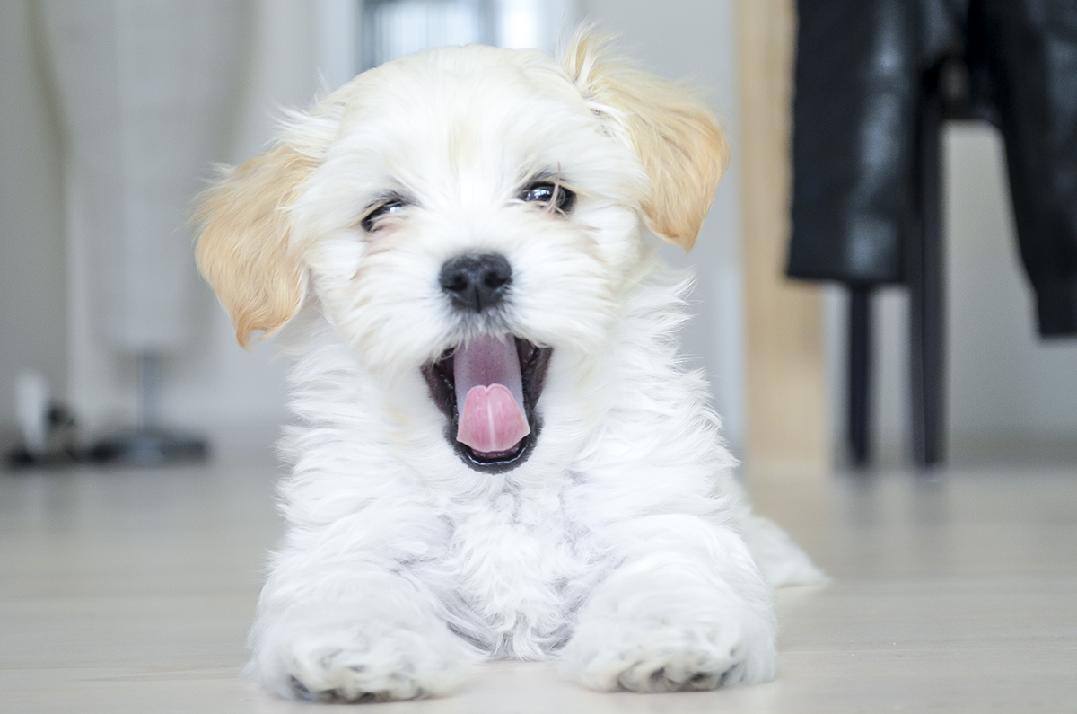 carlo-bichon-havanais-hvalp-6