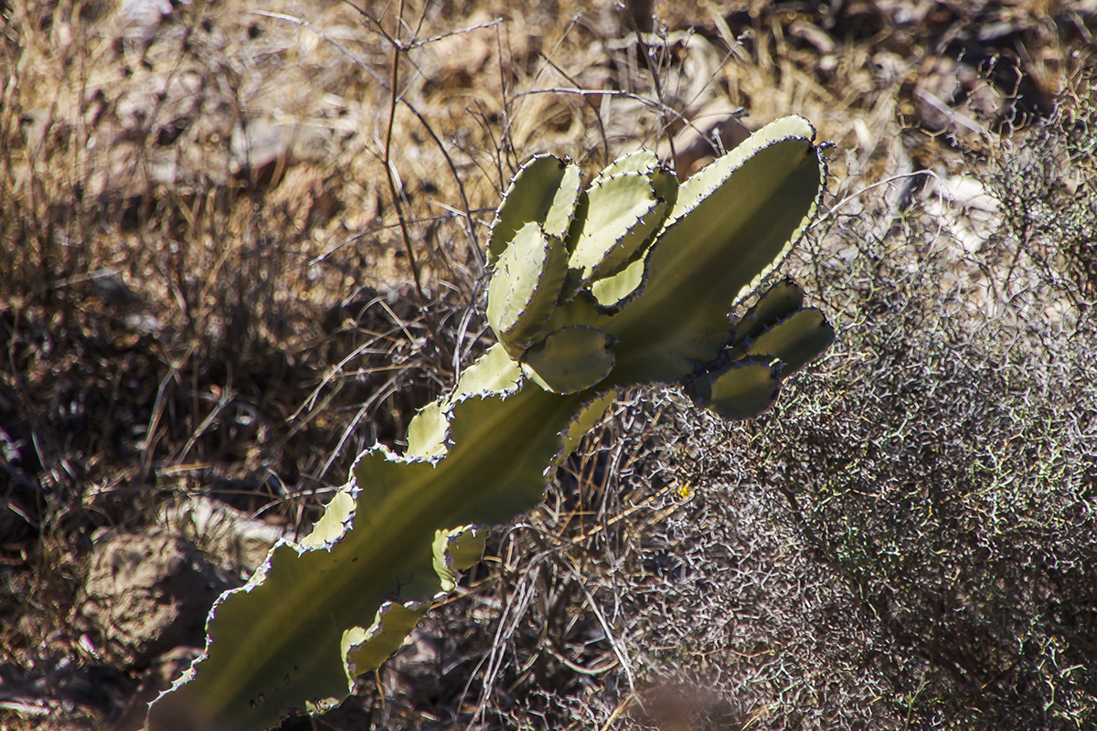 masja-paa-bjerget-gran-canaria-10