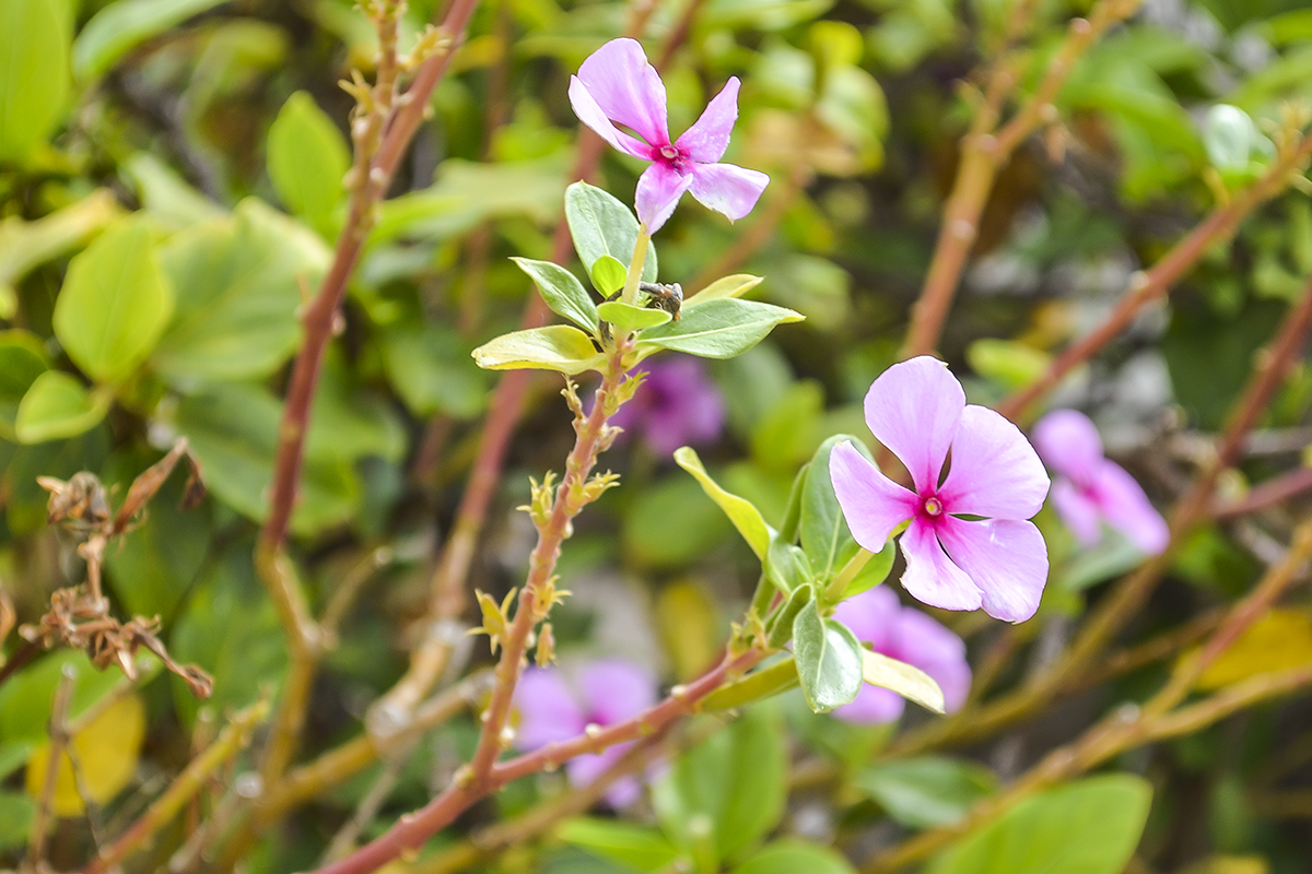 masja-paa-gran-canaria-5